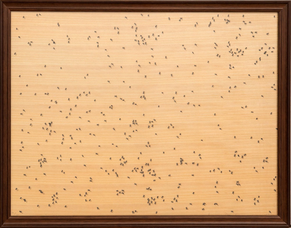 "Black ants" from the series "Insects" by Ed Ruscha