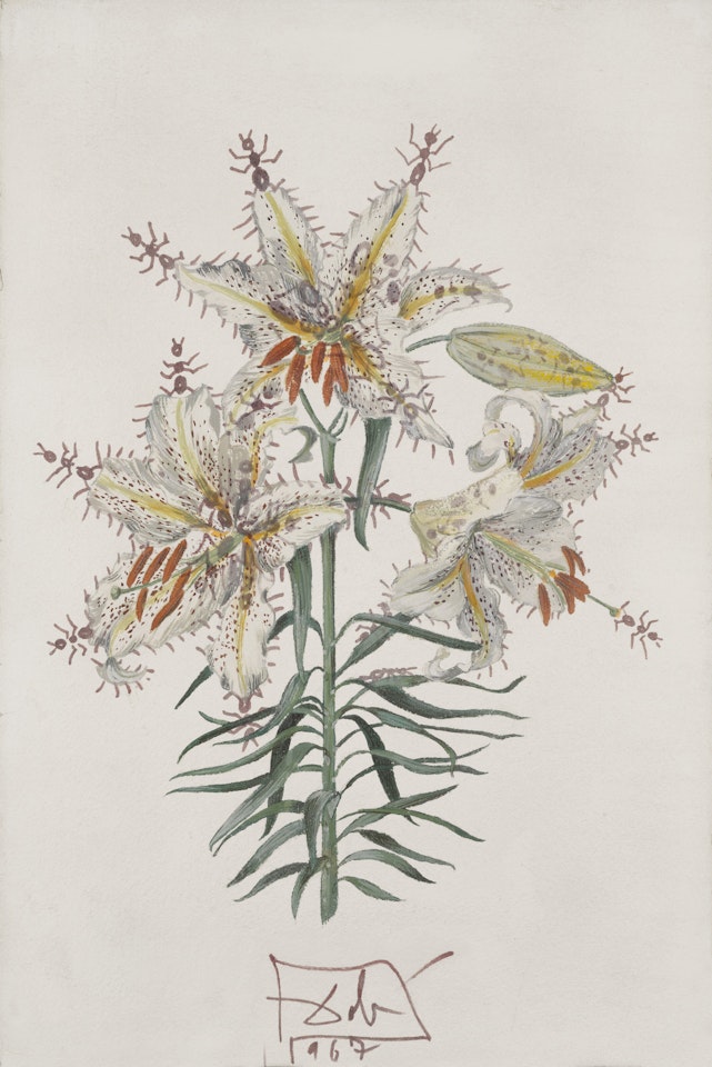 Lilium auratium fornicans by Salvador Dali