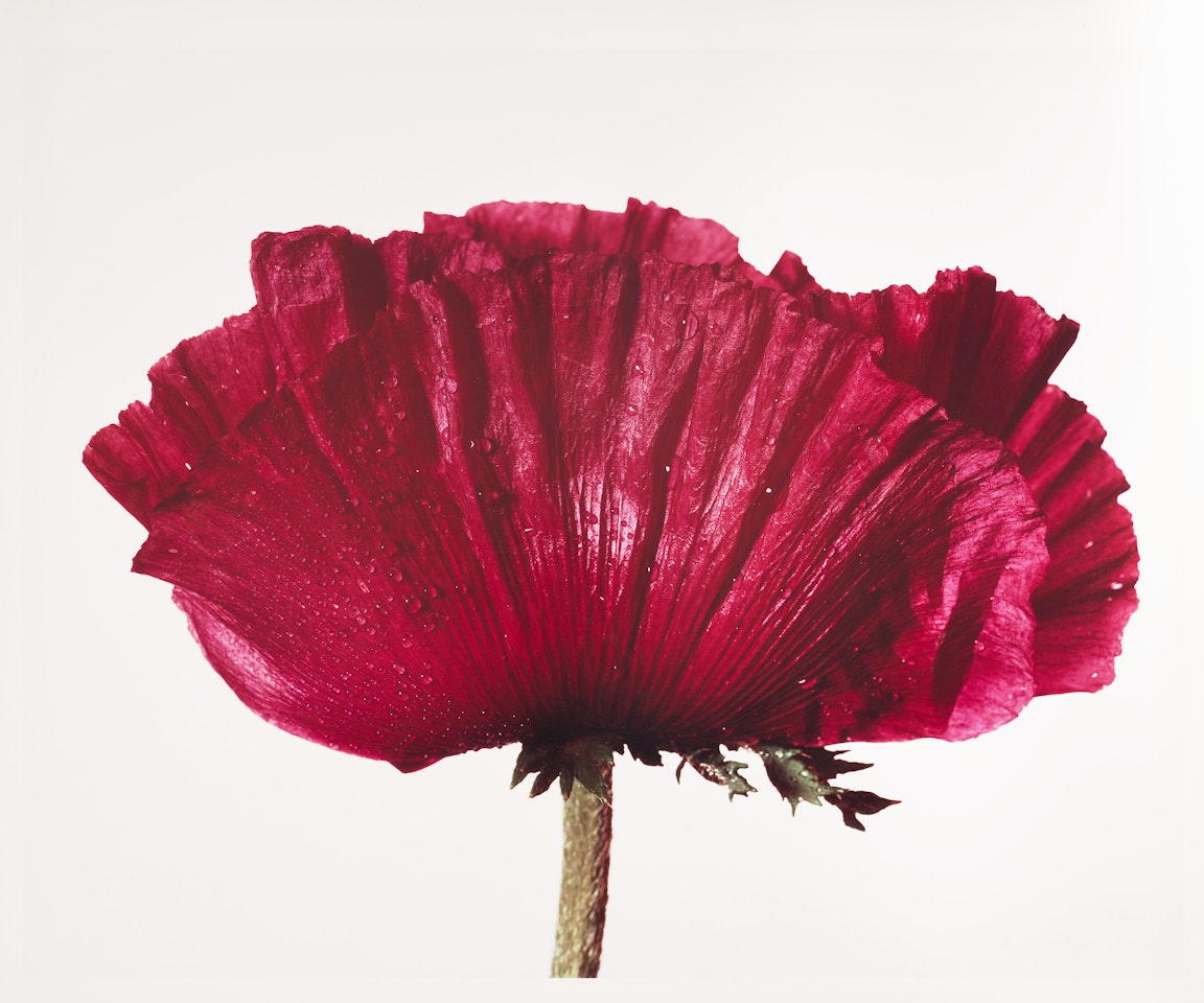 Poppy: Glowing Embers, New York by Irving Penn