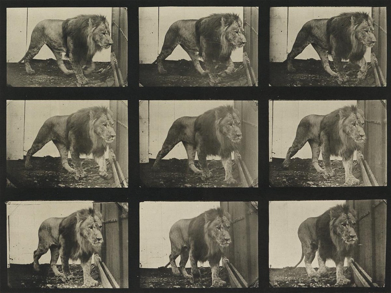 A selection of 10 plates from Animal Locomotion depicting animals by Eadweard Muybridge