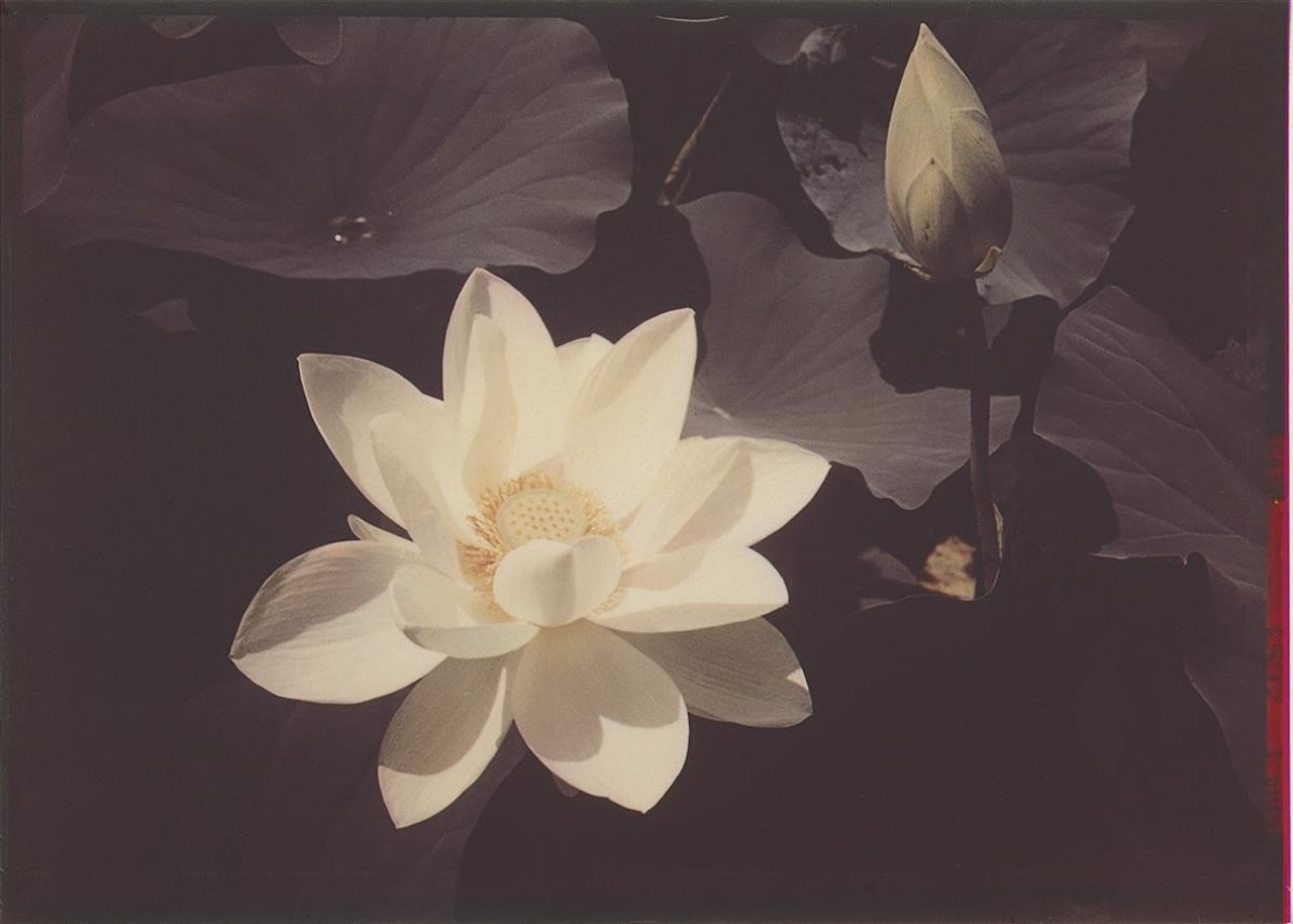 White Lotus by Edward Steichen