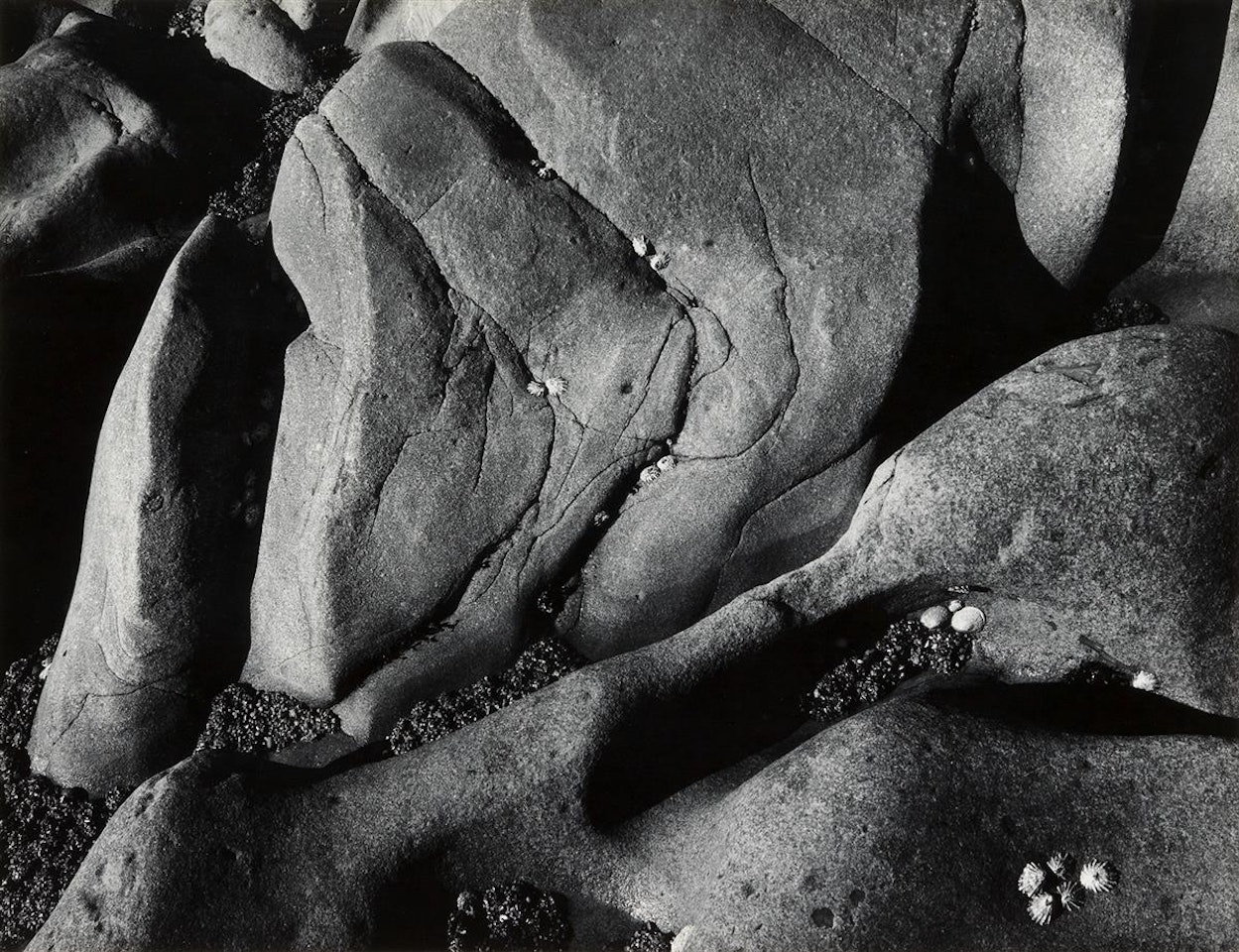 Rocks and Limpets, Point Lobos, California by Ansel Adams