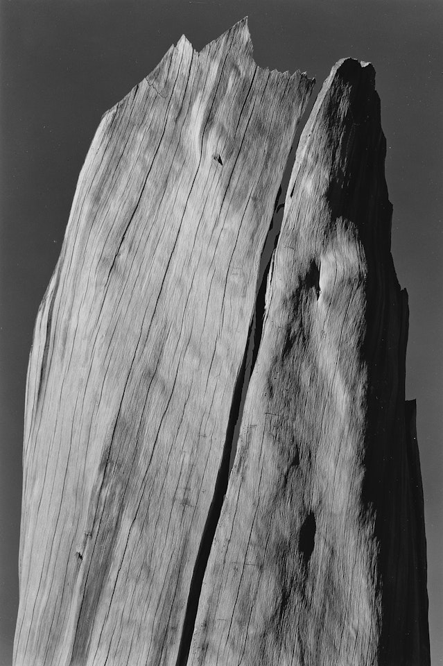 Stump, Sierra Nevada by Ansel Adams