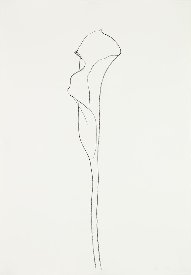 Calla Lily III, from Series of Plant and Flower Lithographs (G. 1206, A. 211) by Ellsworth Kelly