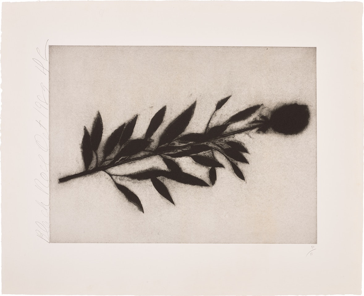 Black Rose, Oct., 1989, from Black Roses by Donald Sultan