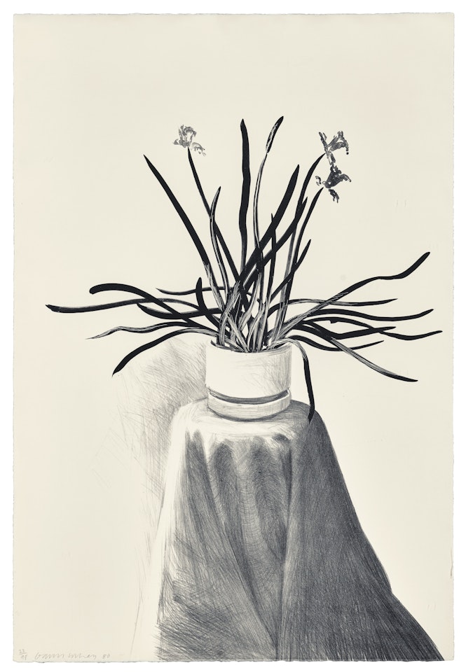 Potted Daffodils by David Hockney