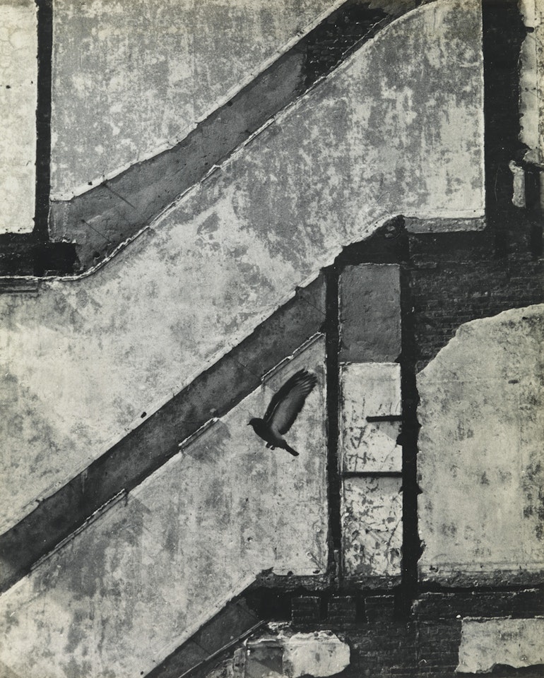 Landing Pigeon by André Kertész