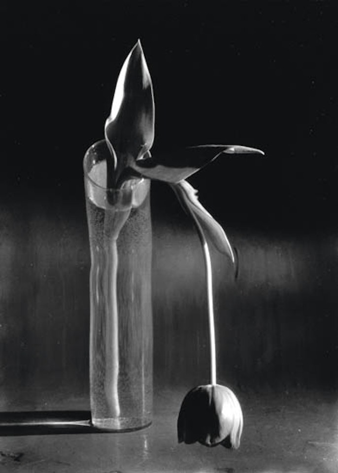 Melancholic tulip by André Kertész