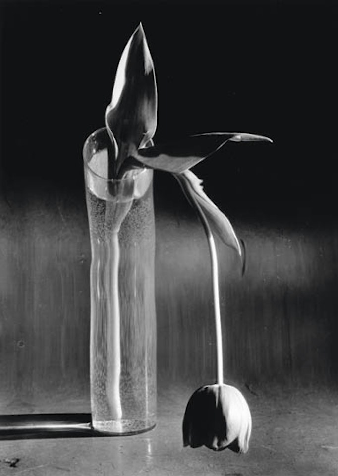 Melancholic tulip by André Kertész
