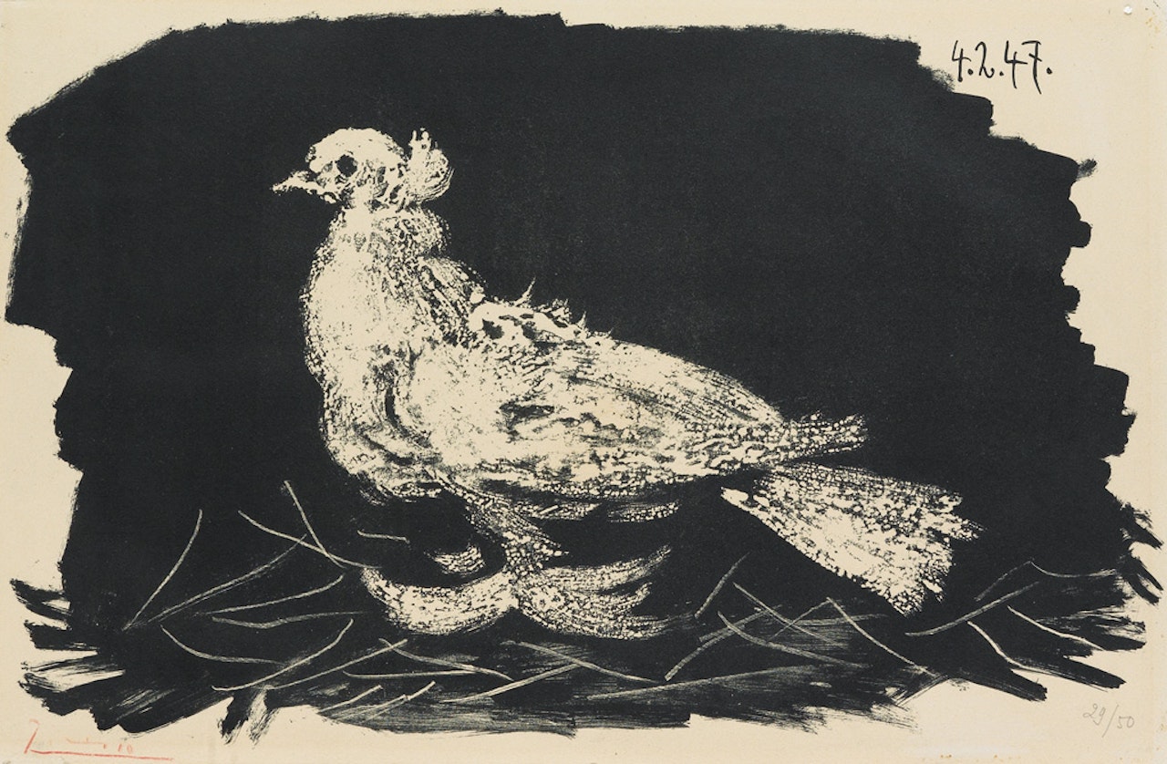 Pigeon blanc, fond noir by Pablo Picasso