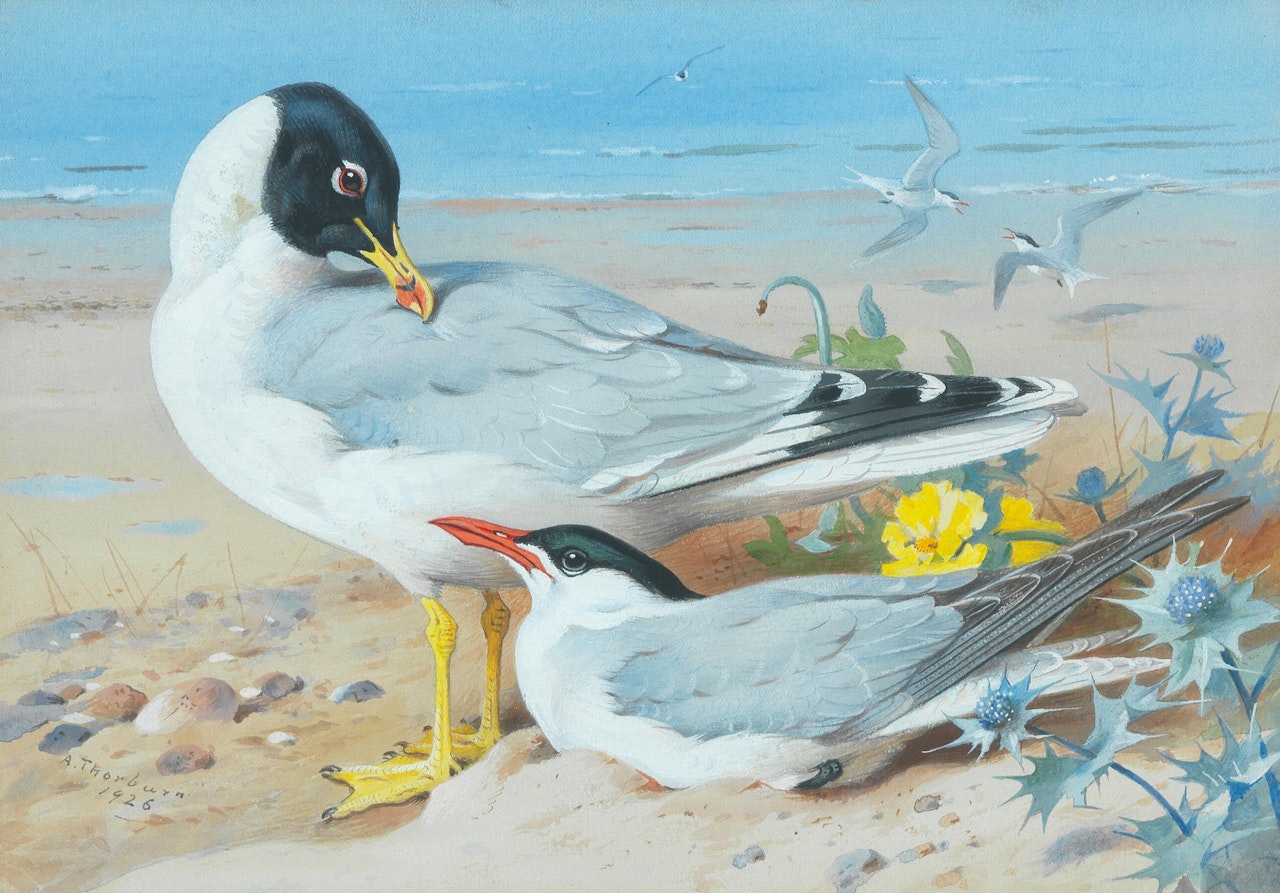 Great black-headed gull and Caspian tern by Archibald Thorburn