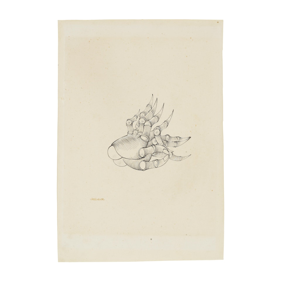Les mains de Françoise Luchaire by Hans Bellmer