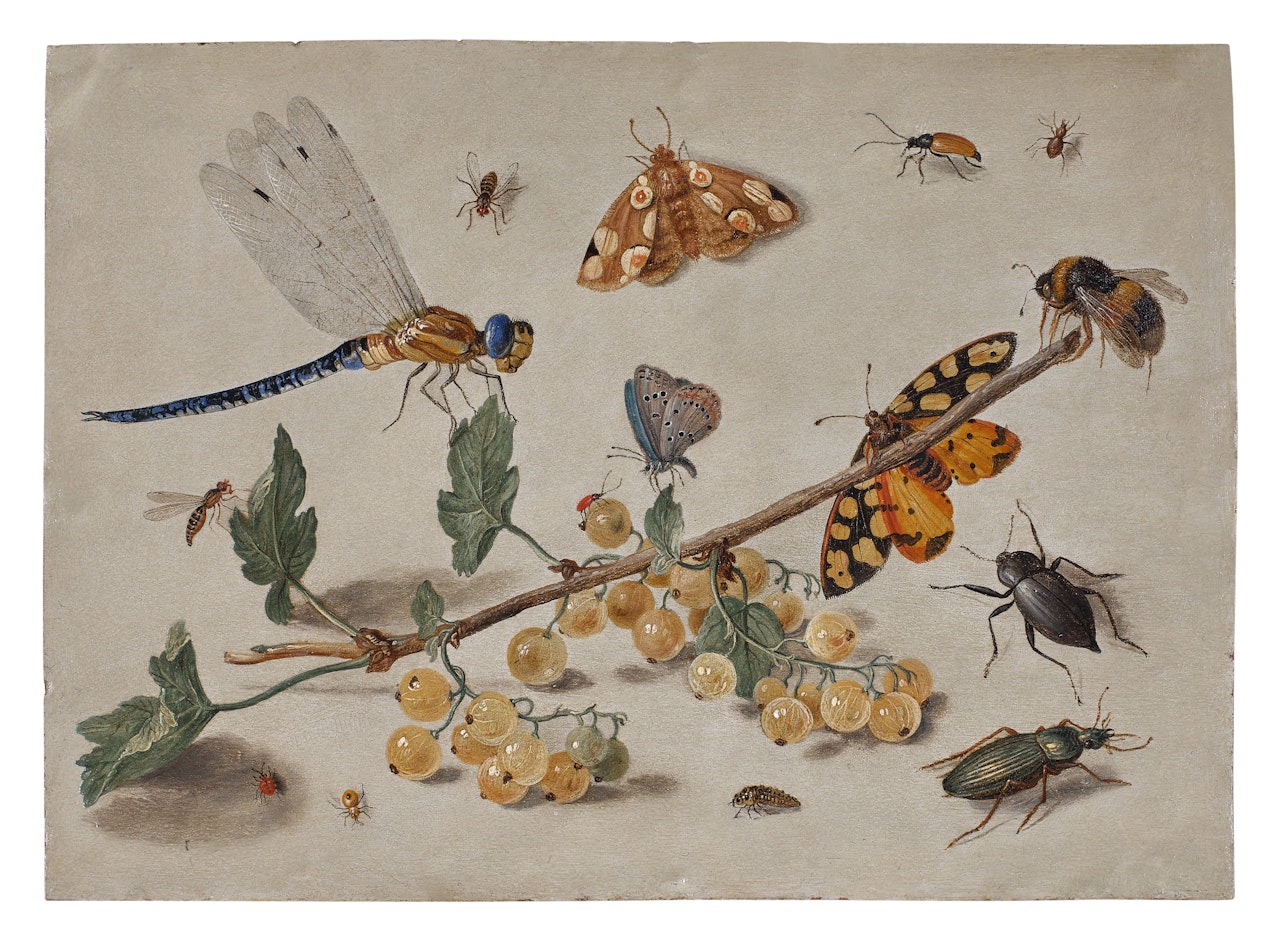 Sprig of Gooseberries with a Dragonfly, Butterflies, Beetles, and a Bee by Jan Van Kessel The Elder