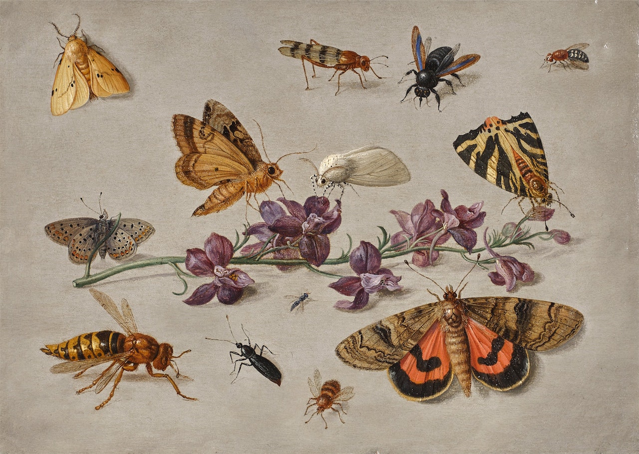 Sprig of Larkspur with Butterflies, Moths, and a Wasp by Jan Van Kessel The Elder