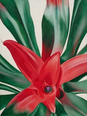 Leaves of a Plant