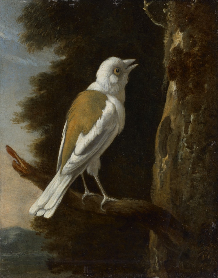 A study of a helmetshrike on a branch by Melchior de Hondecoeter