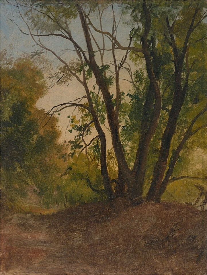 Tree study by Christian Friedrich Gille
