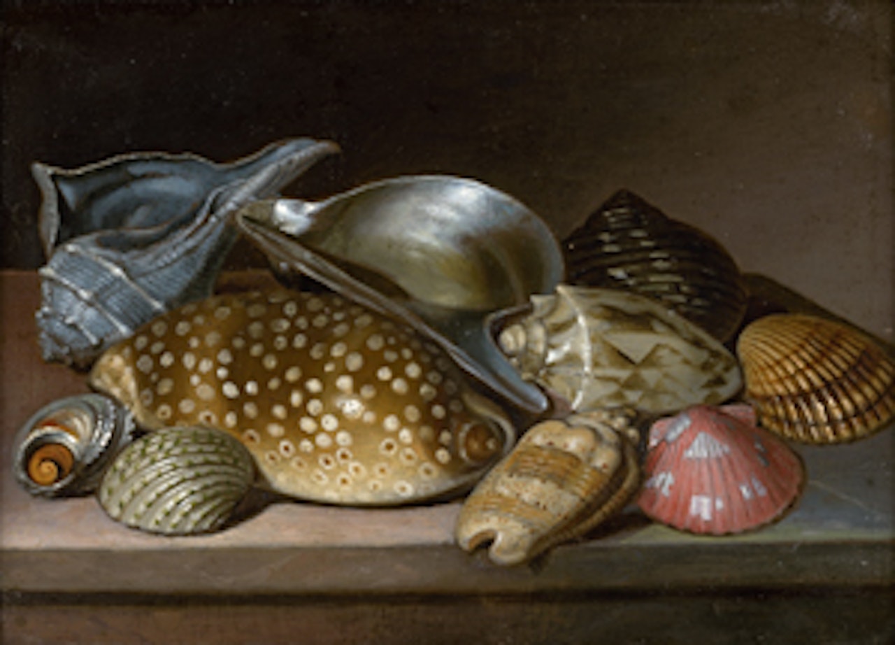 Stillleben mit Muscheln und Meeresschnecken by Dutch School