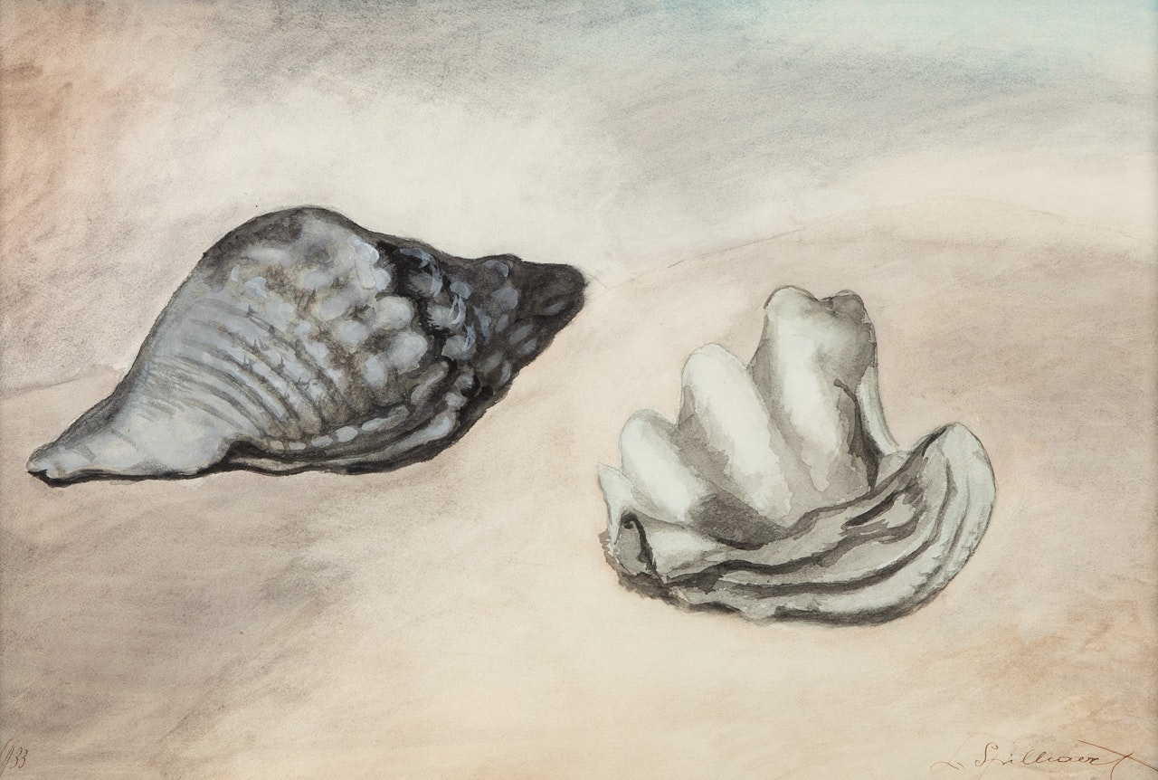 Coquillages by Léon Spilliaert