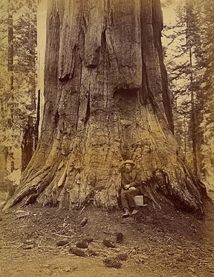 Self-portrait, seated on a Houseworth Plate Box and leaning against General Grant, in the Mariposa Grove by Eadweard Muybridge
