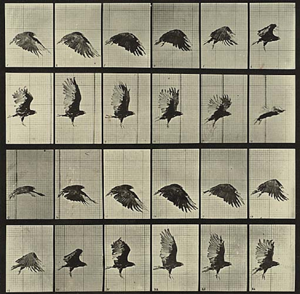 Animal Locomotion by Eadweard Muybridge