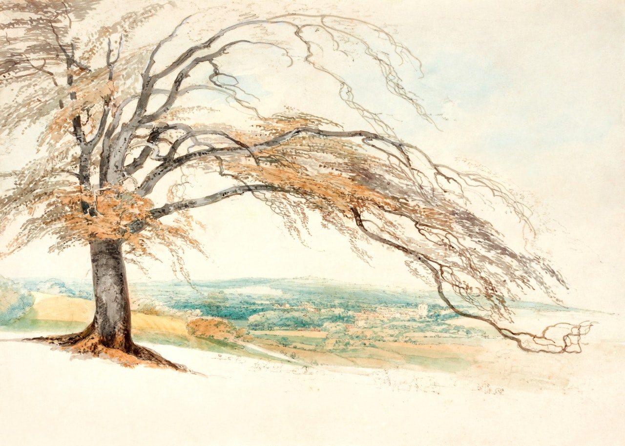 Study of a Beech Tree by Joseph Mallord William Turner