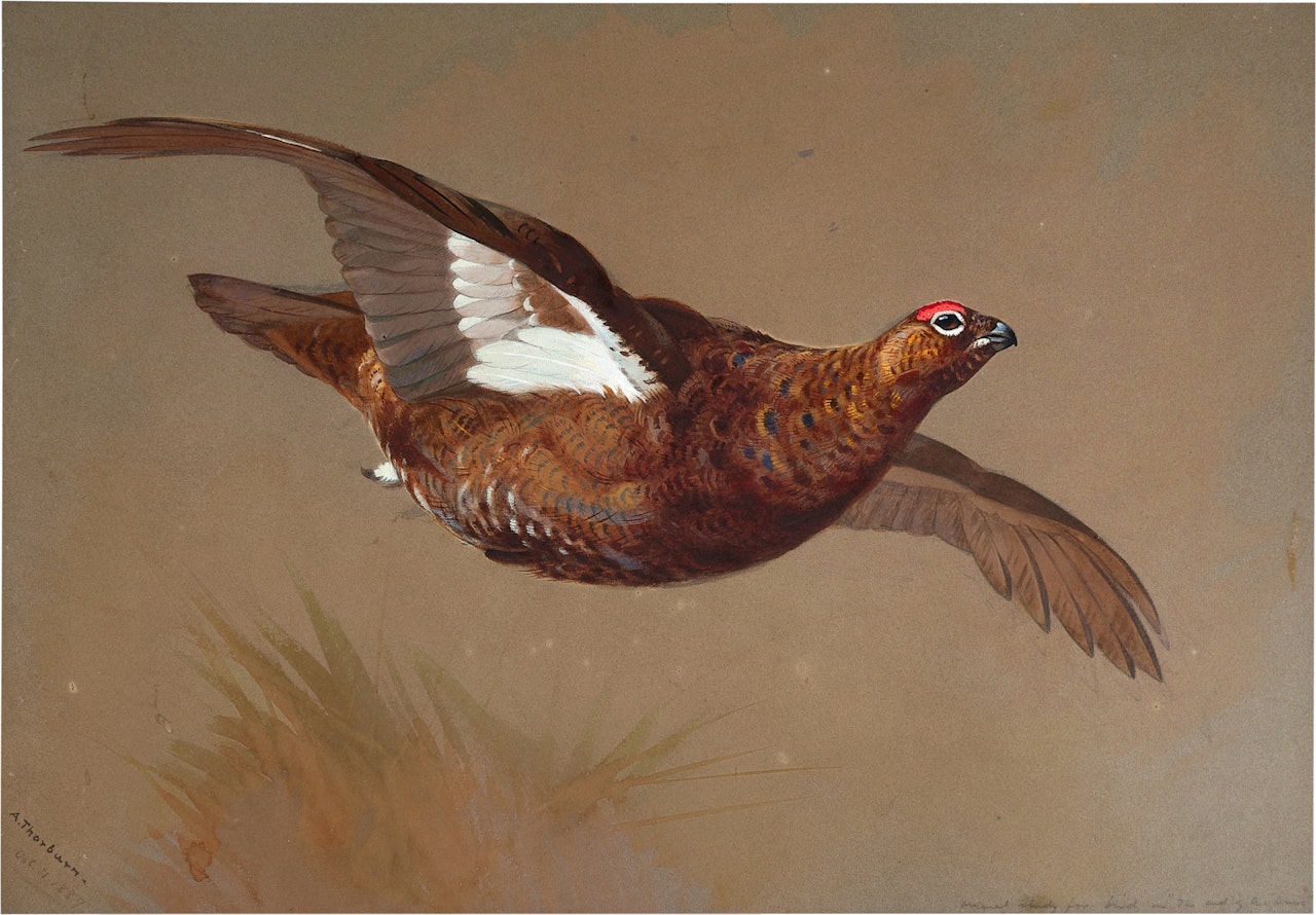 A grouse in flight by Archibald Thorburn