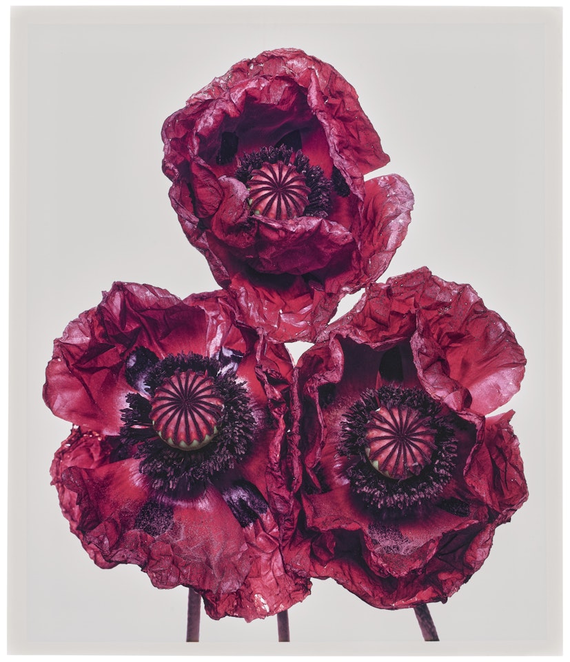 Three Poppies, Arab Chief, New York by Irving Penn