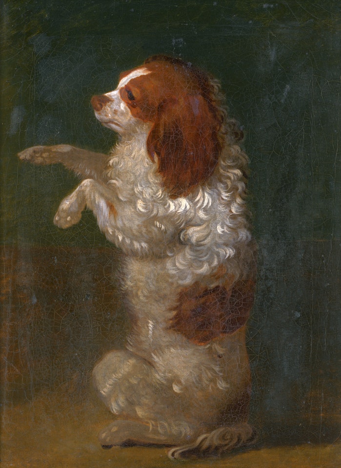 A King Charles Spaniel. by German School
