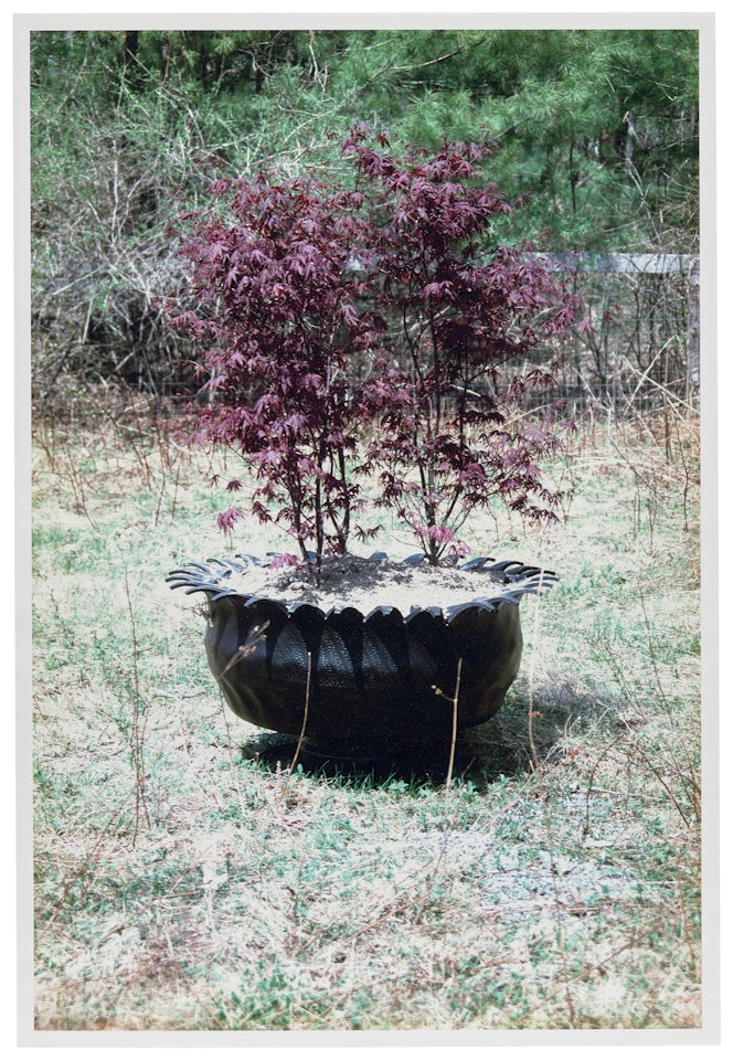 Upstate by Richard Prince
