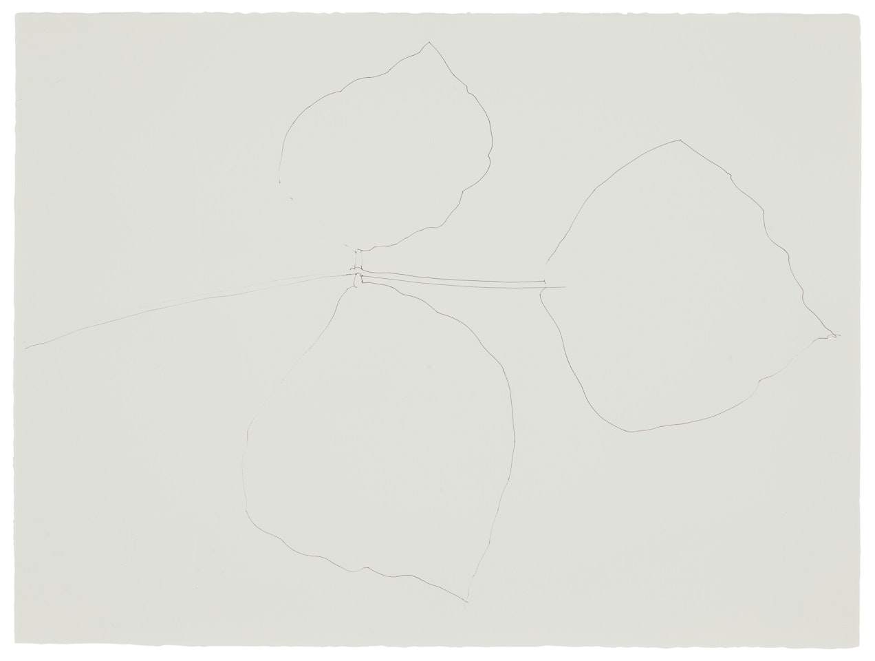 Coral Leaf 5 by Ellsworth Kelly