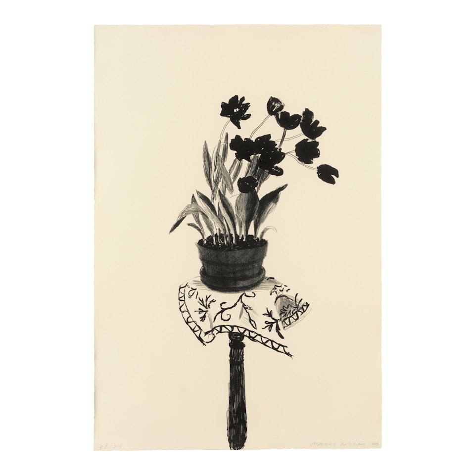 Black Tulips (MCAT 236) by David Hockney