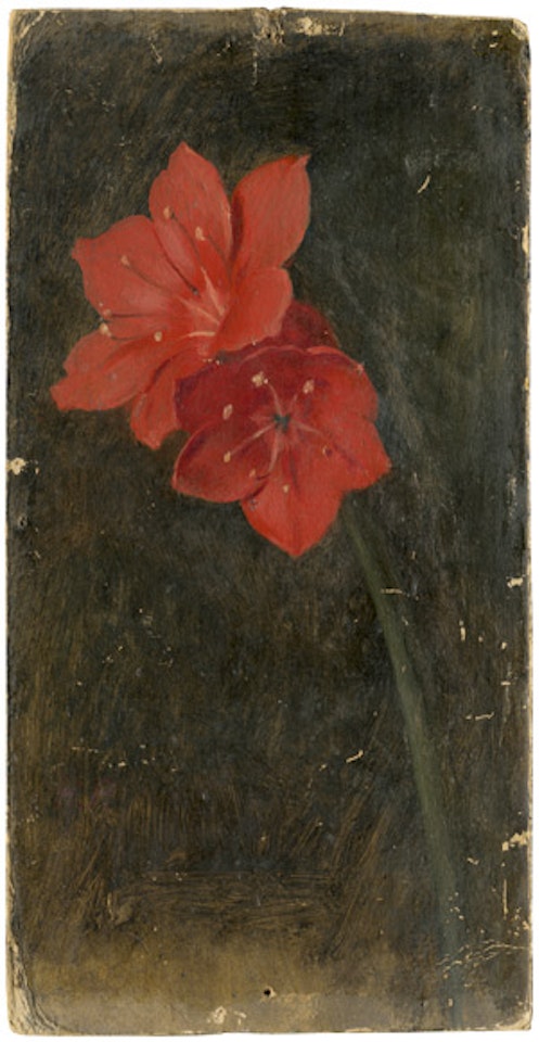 amaryllis by German School