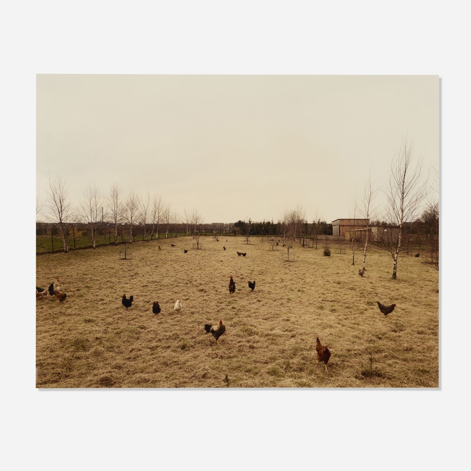 Hühner, Krefeld Chickens by Andreas Gursky
