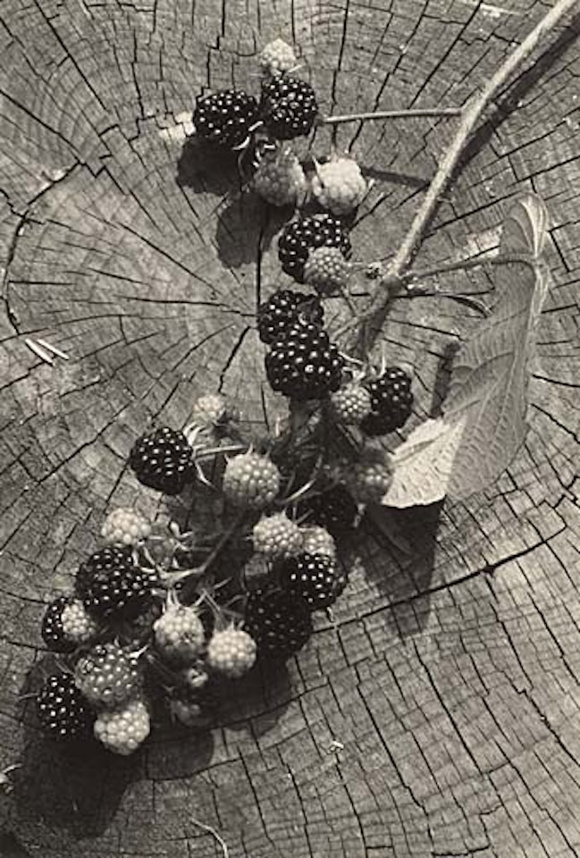 Blackberry branch by Josef Sudek