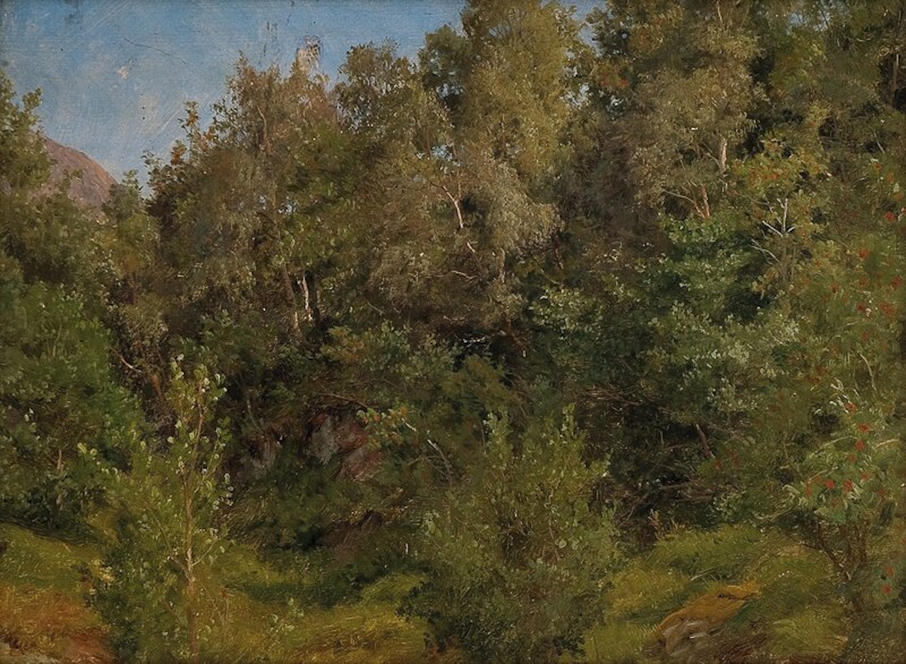 Study of Trees by Anders Monsen Askevold