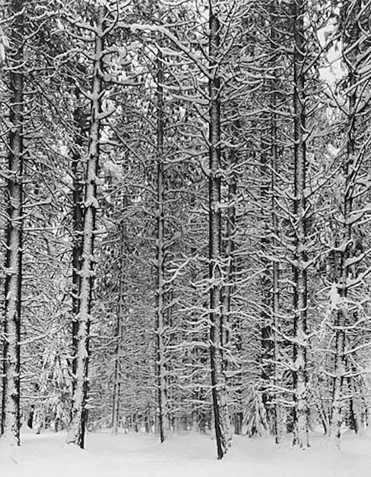 Snow Covered Pine Forest, Yosemite by Ansel Adams