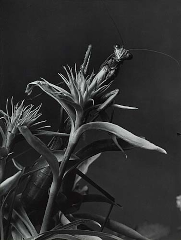 Botanical study with praying mantis by Margaret Bourke-White