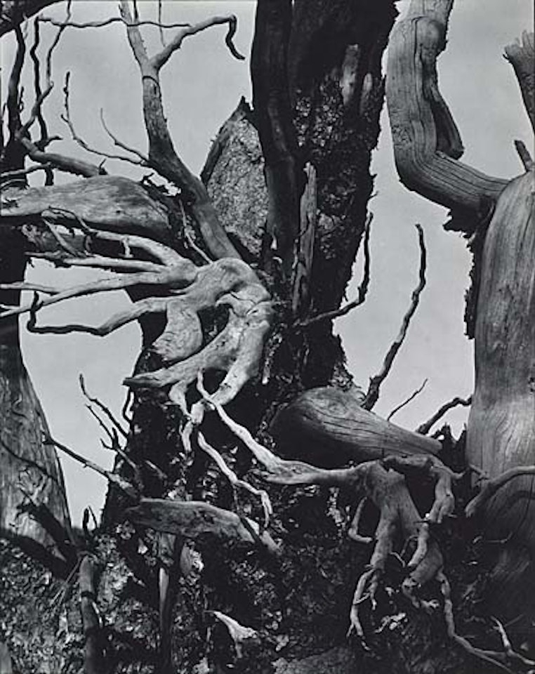 Blasted Tree, Colorado by Paul Strand