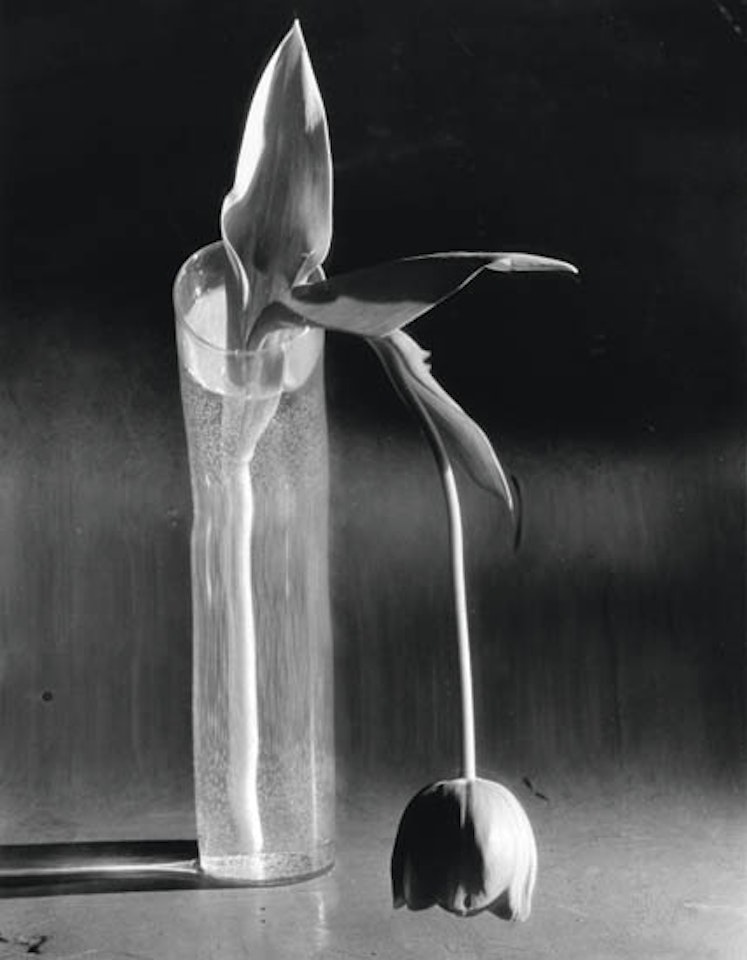 Melancholic tulip by André Kertész