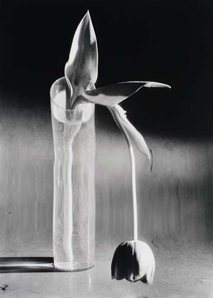 Melancholic Tulip by André Kertész