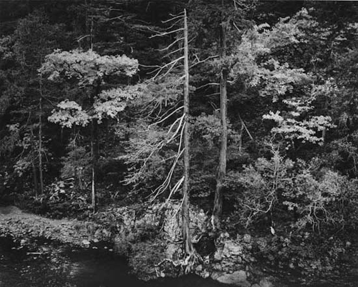 Forest and Stream, California by Ansel Adams