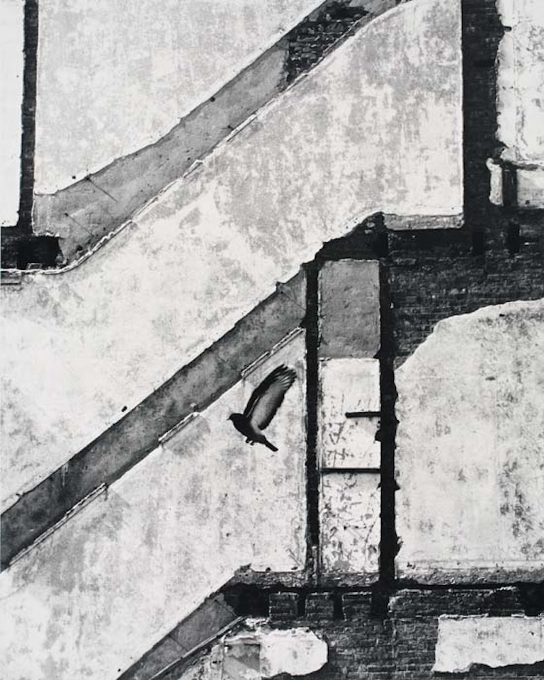 Landing Pigeon, New York by André Kertész