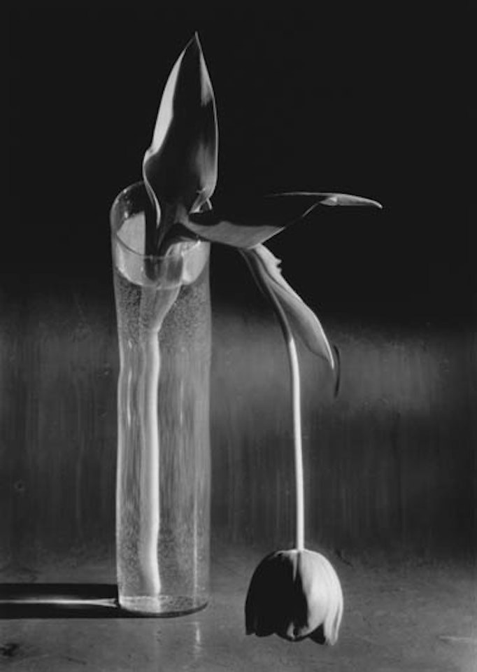Melancholic tulip by André Kertész