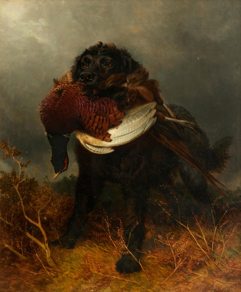 Retrieving a pheasant by Richard Ansdell