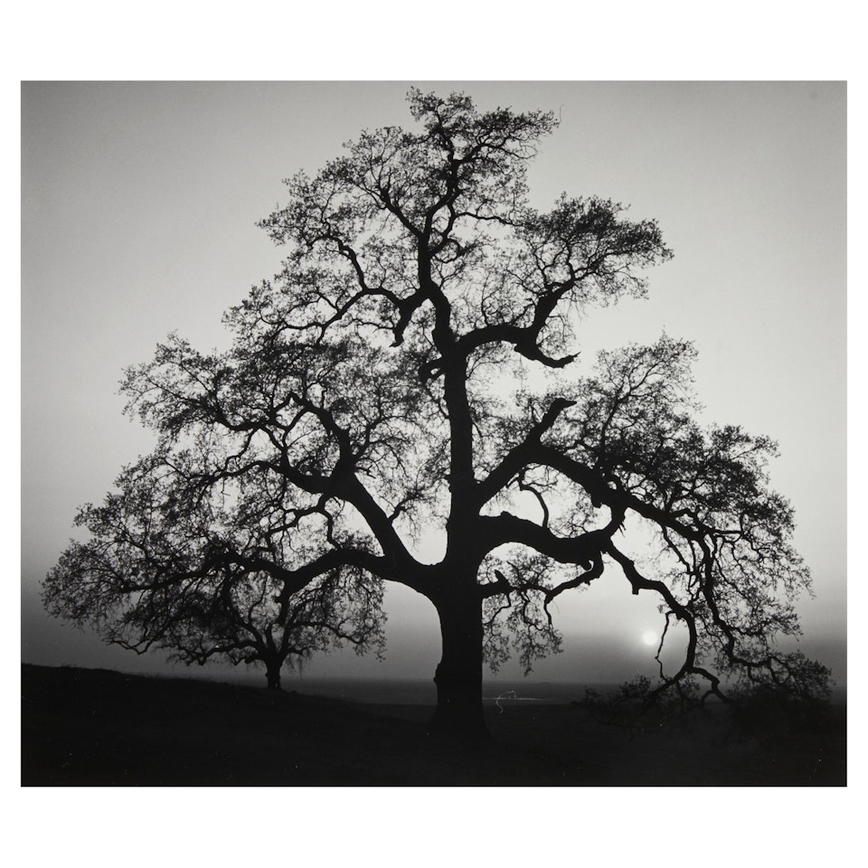 Oak Tree, Sunset City, Sierra Foothills, California, from Portfolio IV by Ansel Adams