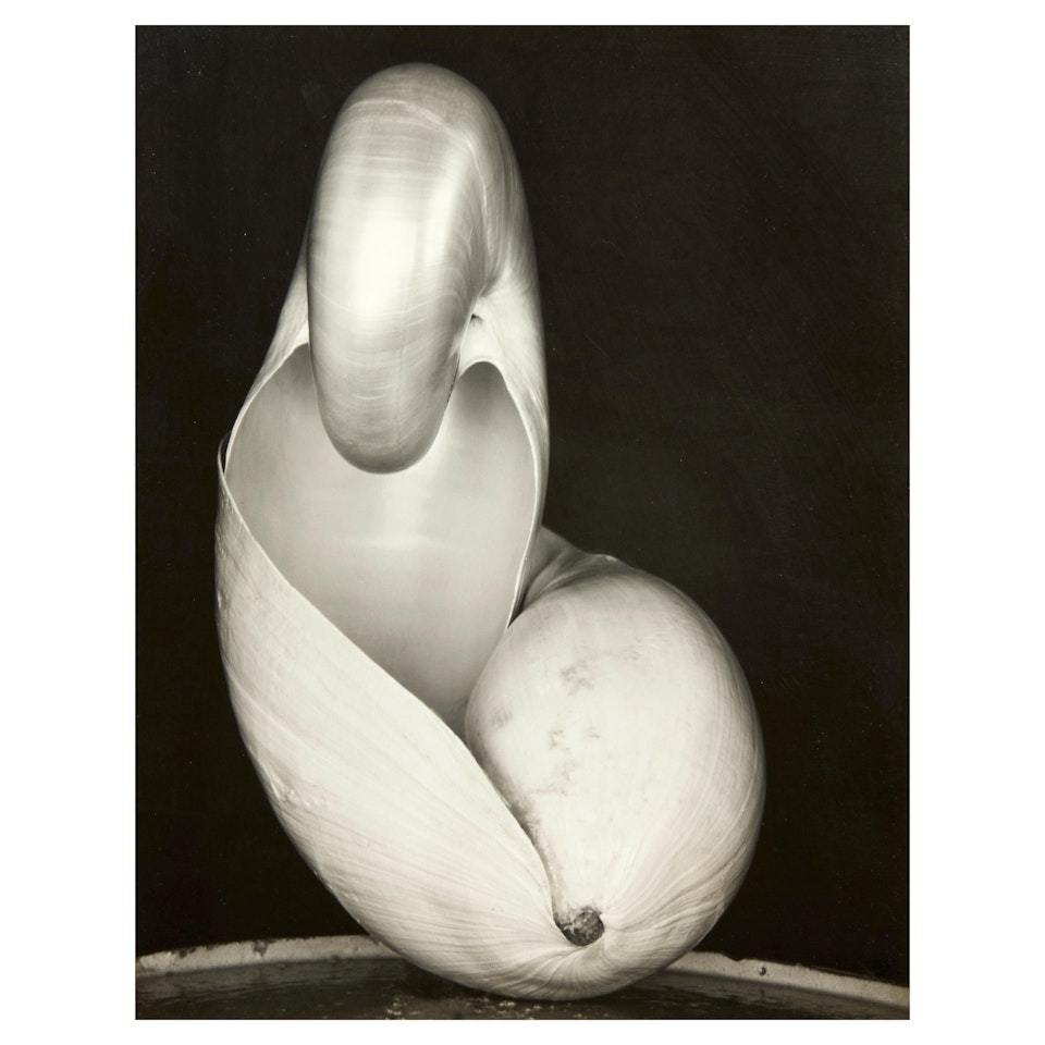 Two Shells (Conger F.3/1927) by Edward Weston