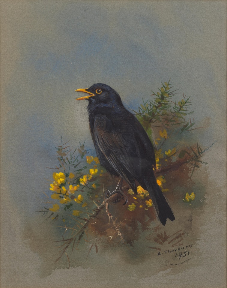 Blackbird by Archibald Thorburn