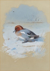 Wigeon