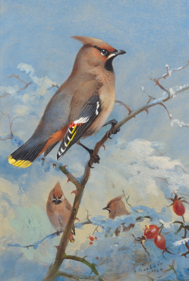 Waxwings on a rose in winter by Archibald Thorburn